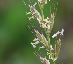 Lolium multiflorum