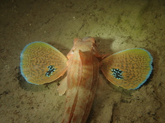 Chelidonichthys lucerna