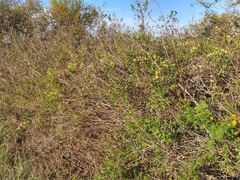 Clematis montevidensis
