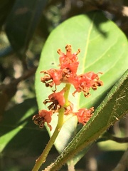 Ocotea argentea
