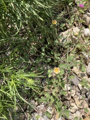 Sphaeralcea angustifolia