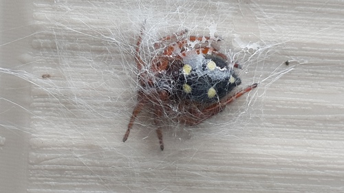 Five-spotted star-web spider