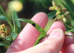 Asteromyia euthamiae
