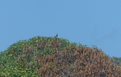 Crithagra sulphurata