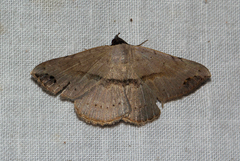 Maxera marchalii