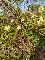 Clematis montevidensis