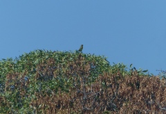 Crithagra sulphurata