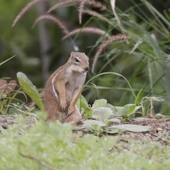 Euxerus erythropus