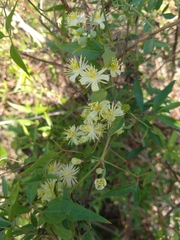 Clematis montevidensis