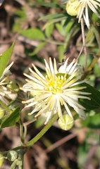 Clematis montevidensis