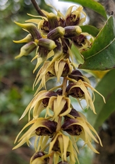 Dendrobium strongylanthum