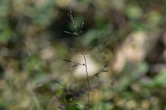 Eragrostis pectinacea