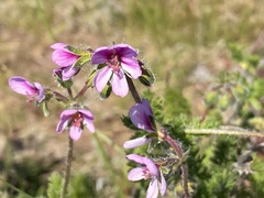 Pelargonium hirtum