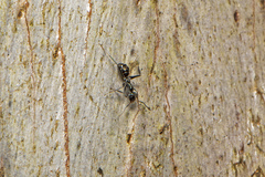 Iridomyrmex mayri