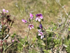 Pelargonium hirtum