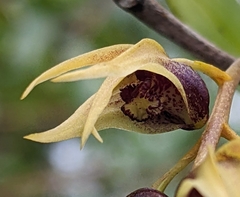 Dendrobium strongylanthum