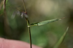 Eragrostis pectinacea