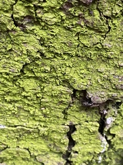 Chrysothrix xanthina