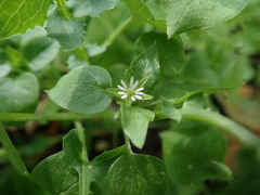 Stellaria media