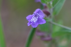 Scutellaria drummondii
