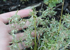 Gnaphalium uliginosum