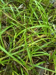 Carex montana