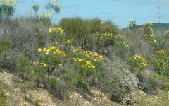 Euryops speciosissimus