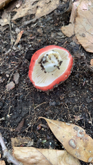 Russula cremoricolor