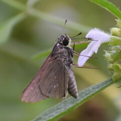 Borbo cinnara