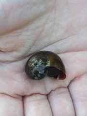 Planorbella trivolvis