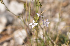 Dianthus ciliatus