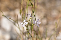 Dianthus ciliatus