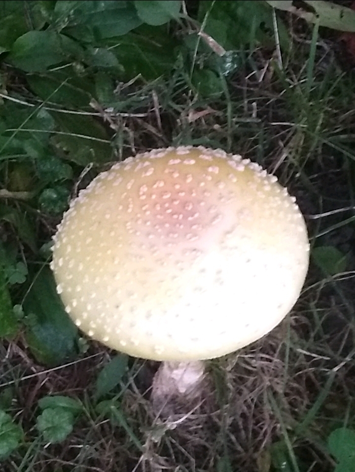 Amanita muscaria<br>07 May, 2024