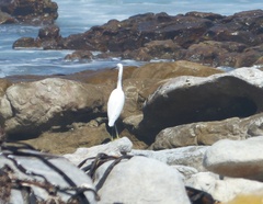 Egretta garzetta garzetta