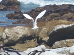 Egretta garzetta garzetta