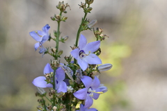 Campanula pyramidalis