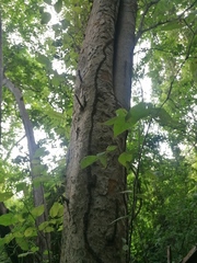 Maclura tinctoria