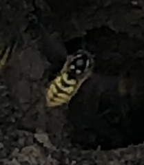 Vespula vulgaris
