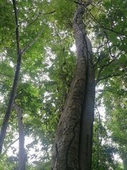 Maclura tinctoria