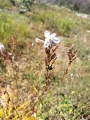 Chlorophytum graminifolium