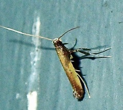 Caloptilia azaleella