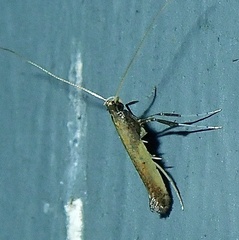 Caloptilia azaleella