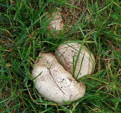 Leucoagaricus barssii