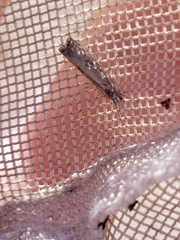 Parapediasia decorellus