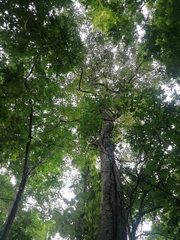 Maclura tinctoria