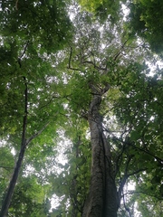 Maclura tinctoria