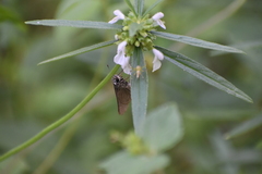 Borbo cinnara