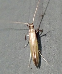 Caloptilia azaleella