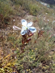 Chlorophytum graminifolium