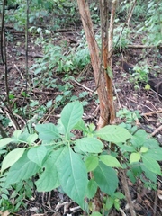 Calycophyllum candidissimum
